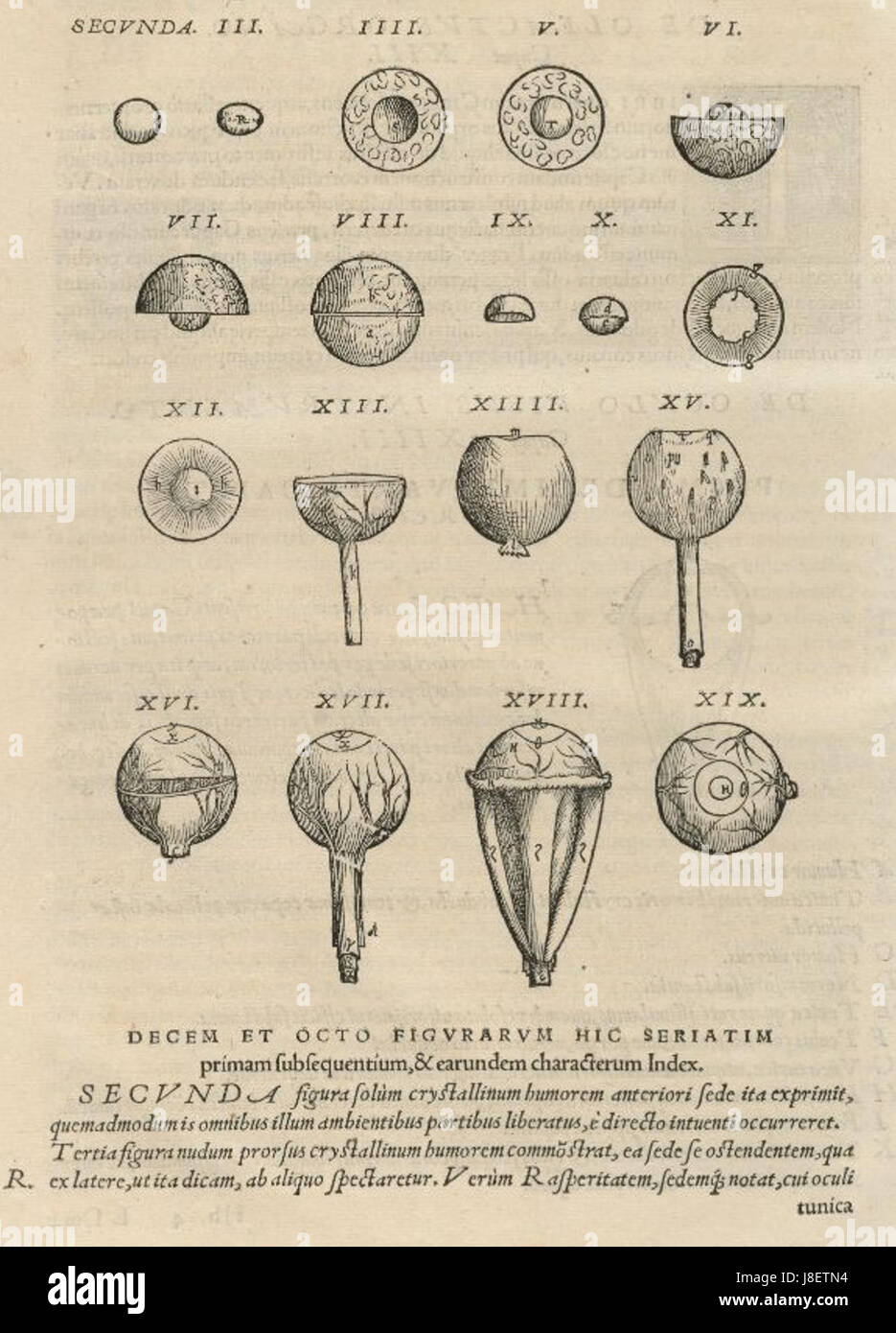 Houghton Typ 565.43.868 De Humani Corporis Fabrica, 644 Stockfoto