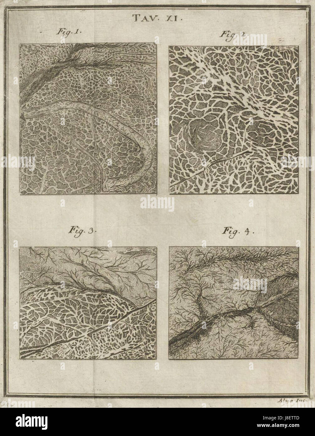 'Houghton Typ 725 76,843 Torre, Tav XI' ist eine Illustration aus 'Nuove osservazioni microscopiche' von Giovanni Maria della Torre, die die innere Struktur eines Pflanzenstammes unter einem Mikroskop darstellt. Stockfoto