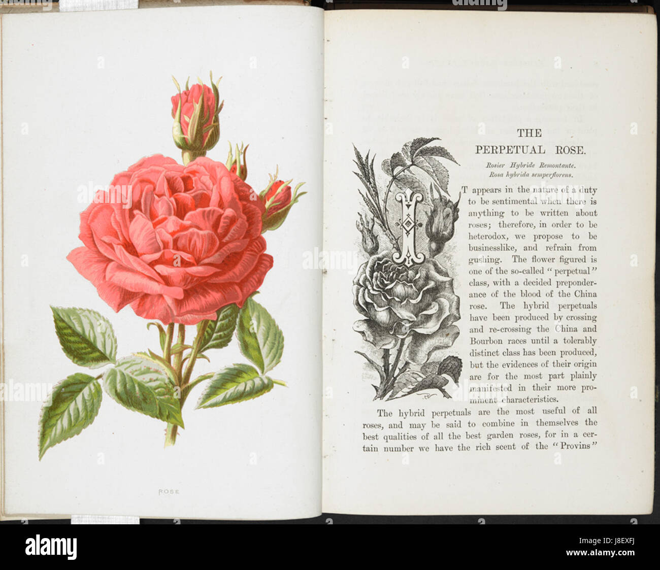 „Vertraute Gartenblumen“ ist ein Werk aus dem Jahr 1887, das die Perpetual Rose zeigt, eine beliebte Sorte, die für ihre langanhaltende Blüte bekannt ist. Das Kunstwerk fängt die lebendige Schönheit der Rose ein und zeigt ihre detaillierten Blütenblätter und die Gesamtstruktur in einem realistischen Stil. Stockfoto