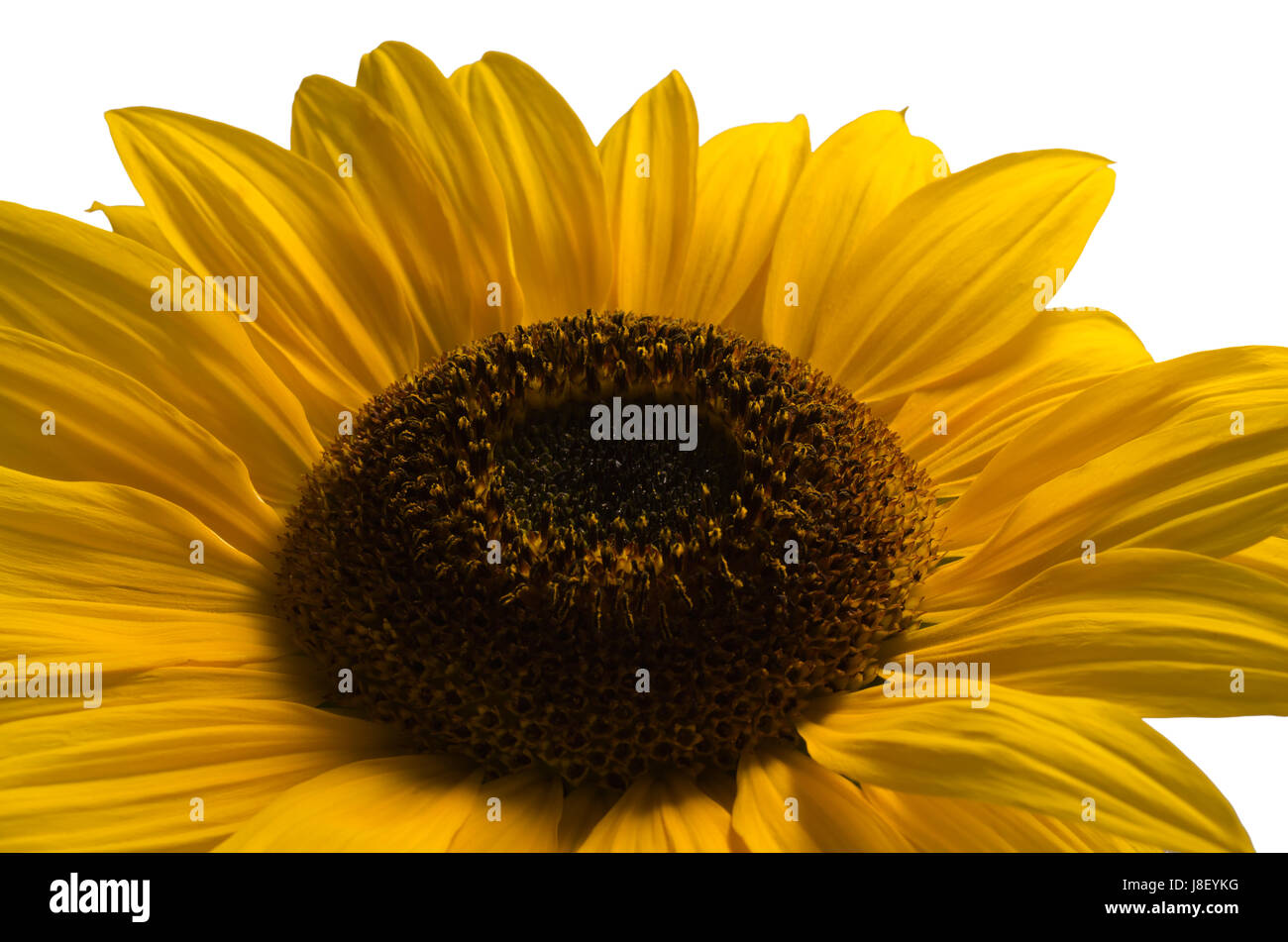 Blume, Pflanze, Sonnenblume, Compositae, Glanz, glänzt, helles, lucent, Licht, Stockfoto