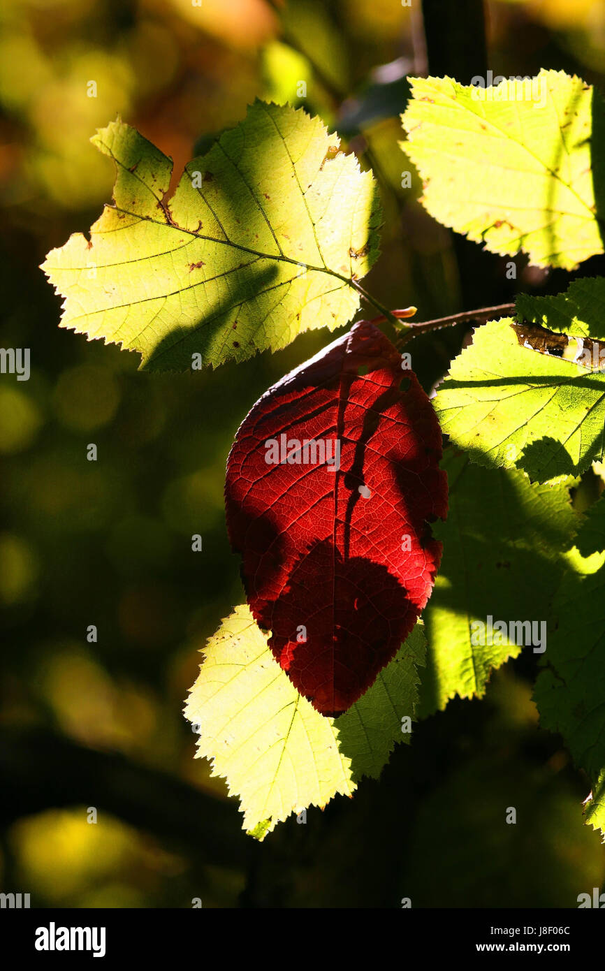 die schönen Farben des Herbstes Stockfoto