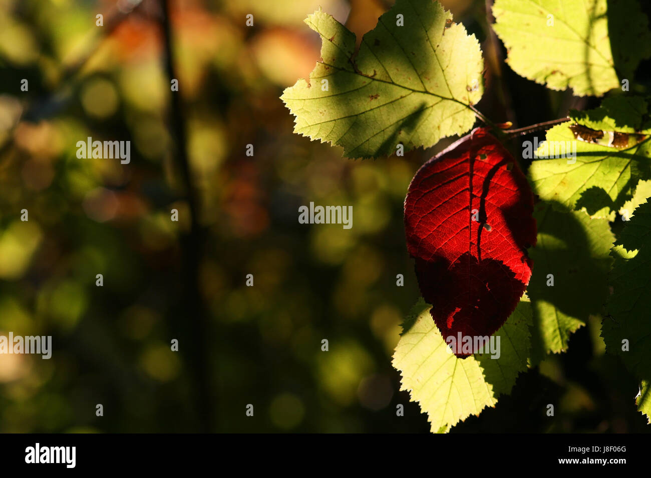 die leuchtenden Farben des Herbstes Stockfoto