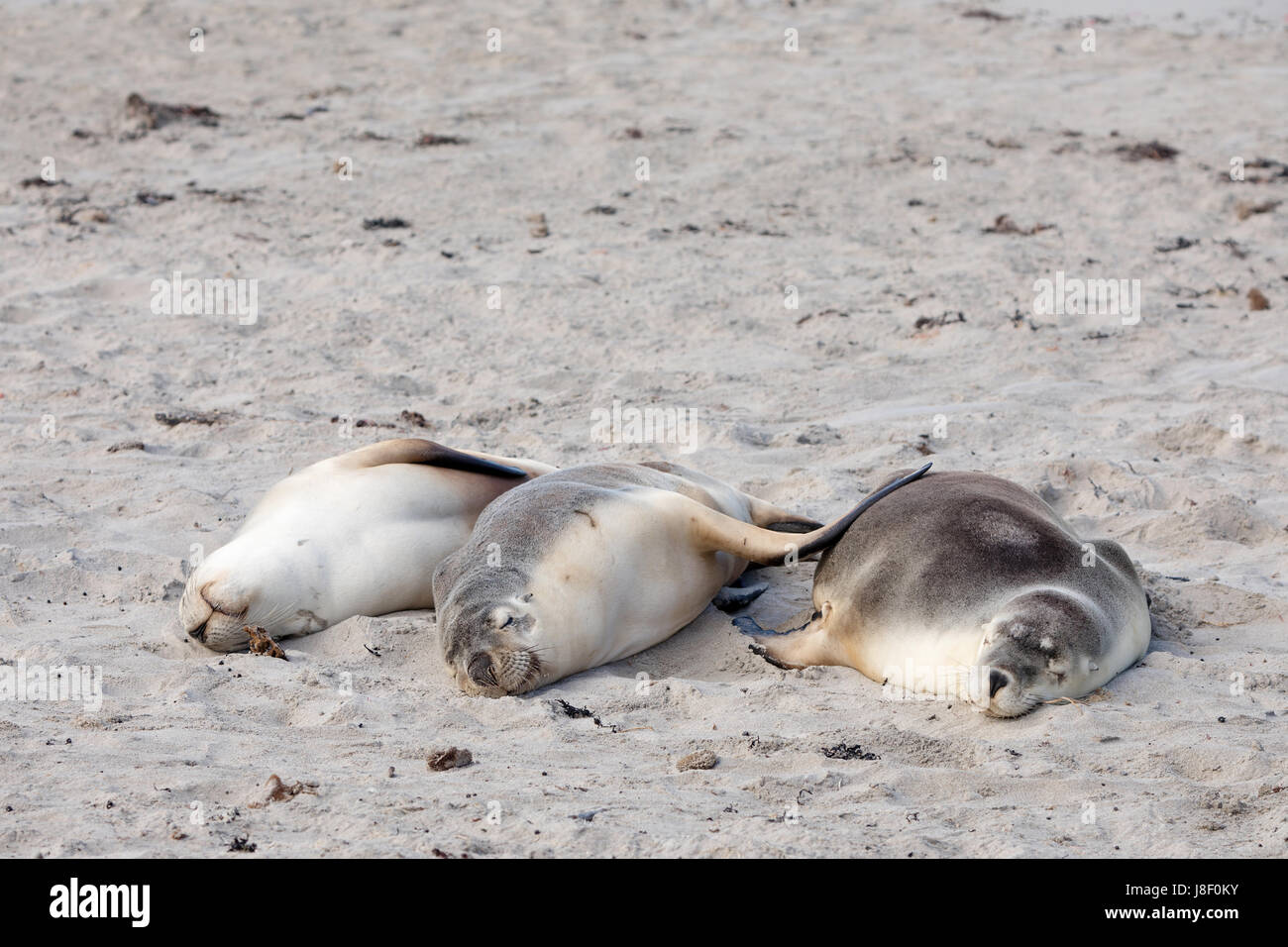 Als schlafend am strand Fotos und Bildmaterial in hoher Auflösung Alamy