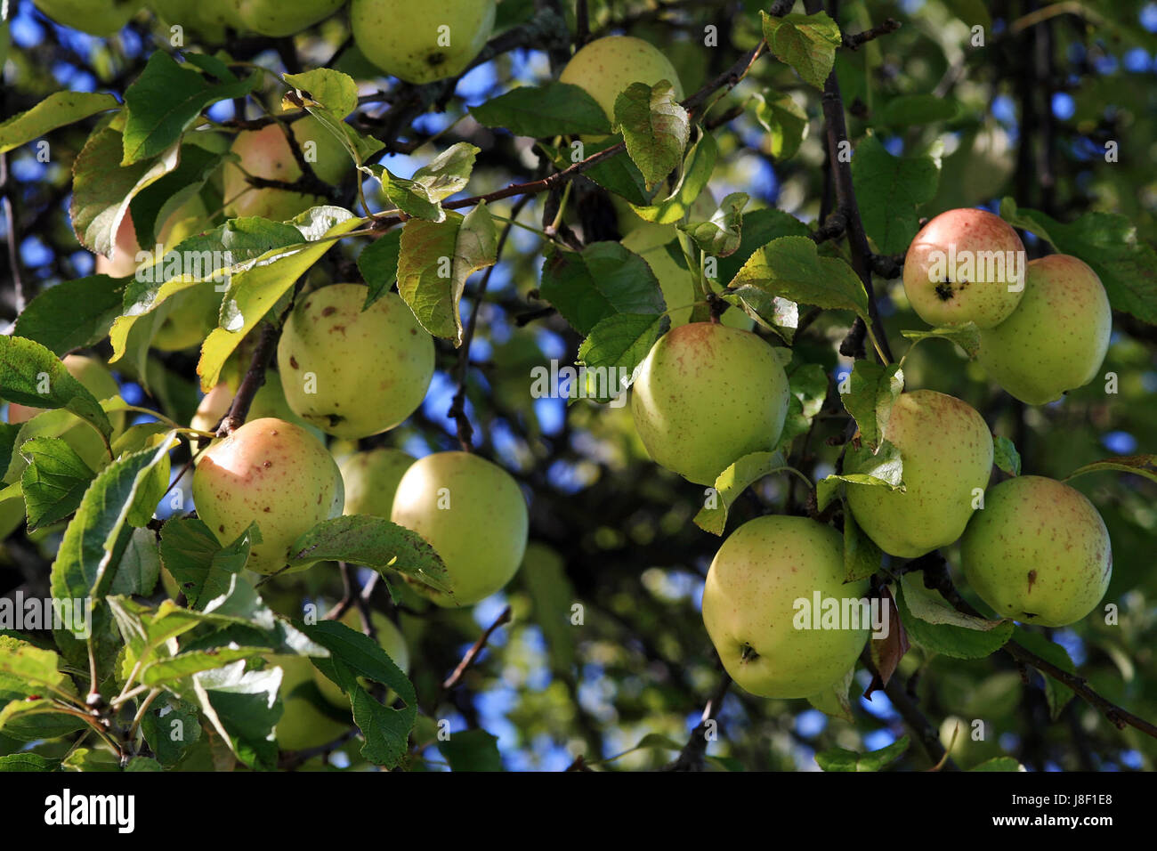 Baum, handgefertigtem, Früchte, Apfelbaum, Obst, Äpfel, Apfel, Bohnenkraut, Essen, Stockfoto