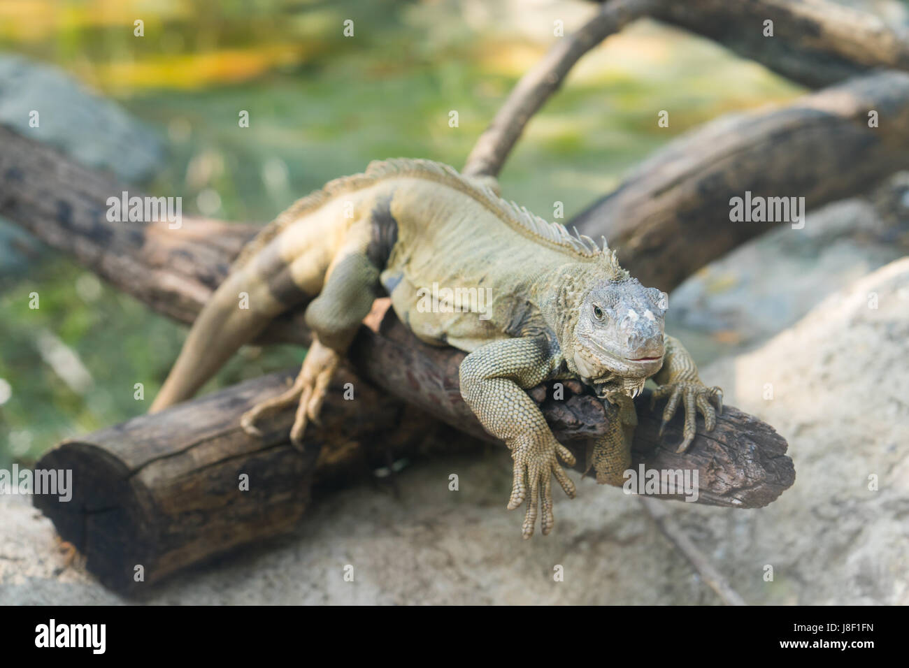 Grüner Leguan ruht auf Holz im zoo Stockfoto