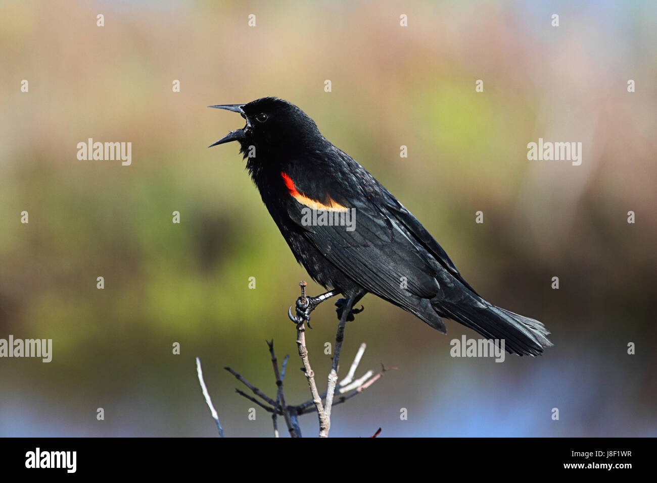 Vogel, Wild, Wildtiere, Amsel, Natur, Tier, Vogel, Fauna, Wild, Männlich, Stockfoto