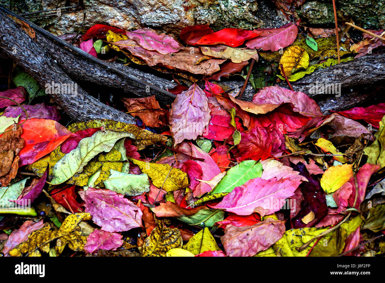 Buntes Herbstlaub auf dem Boden Stockfoto