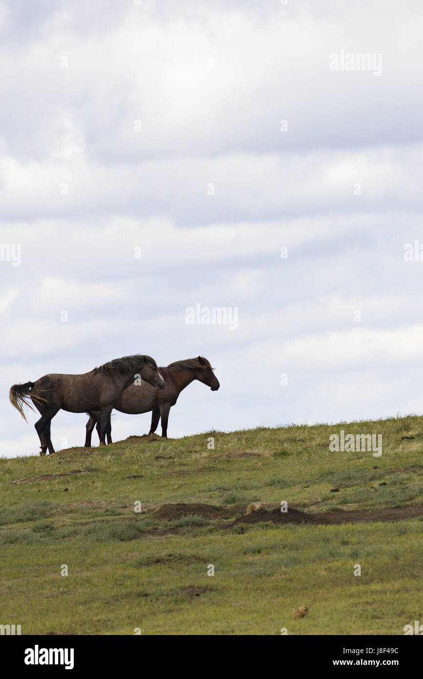 Wilde Pferde auf Hügel im Theodore-Roosevelt-Nationalpark in North Dakota. Vertikale Foto mit Kopie Platz im Himmel. Stockfoto