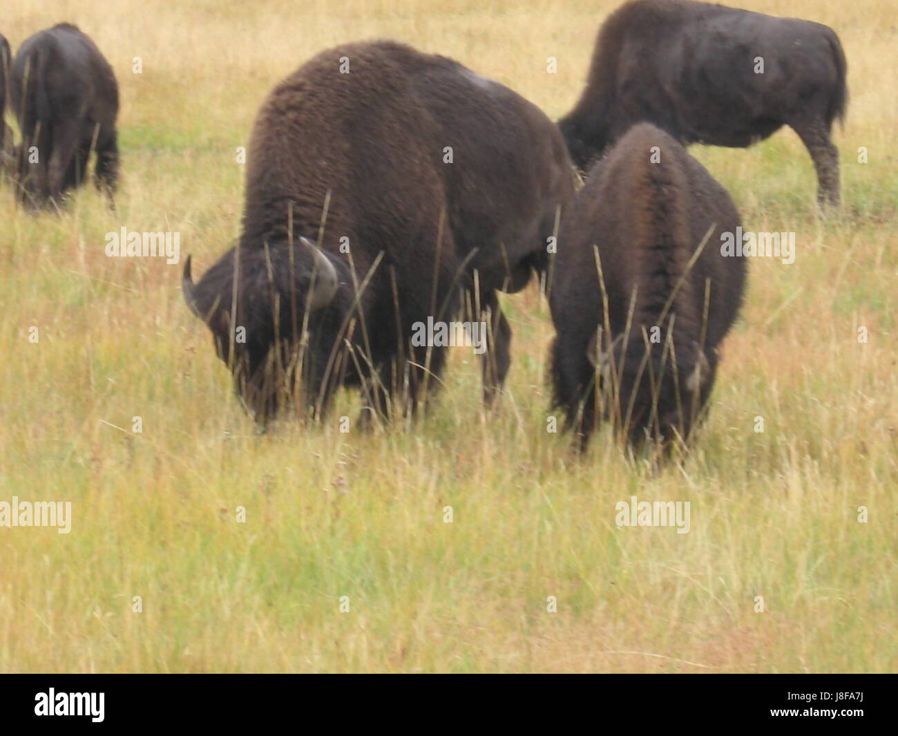 Grasenden Bisons Stockfoto