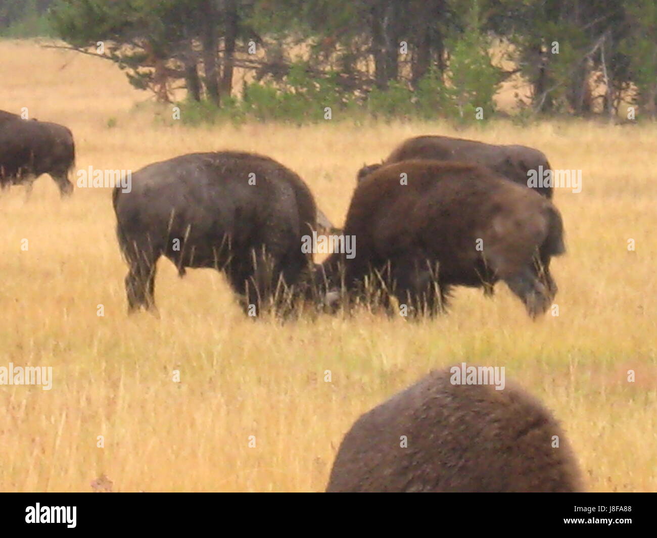 Grasenden Bisons Stockfoto