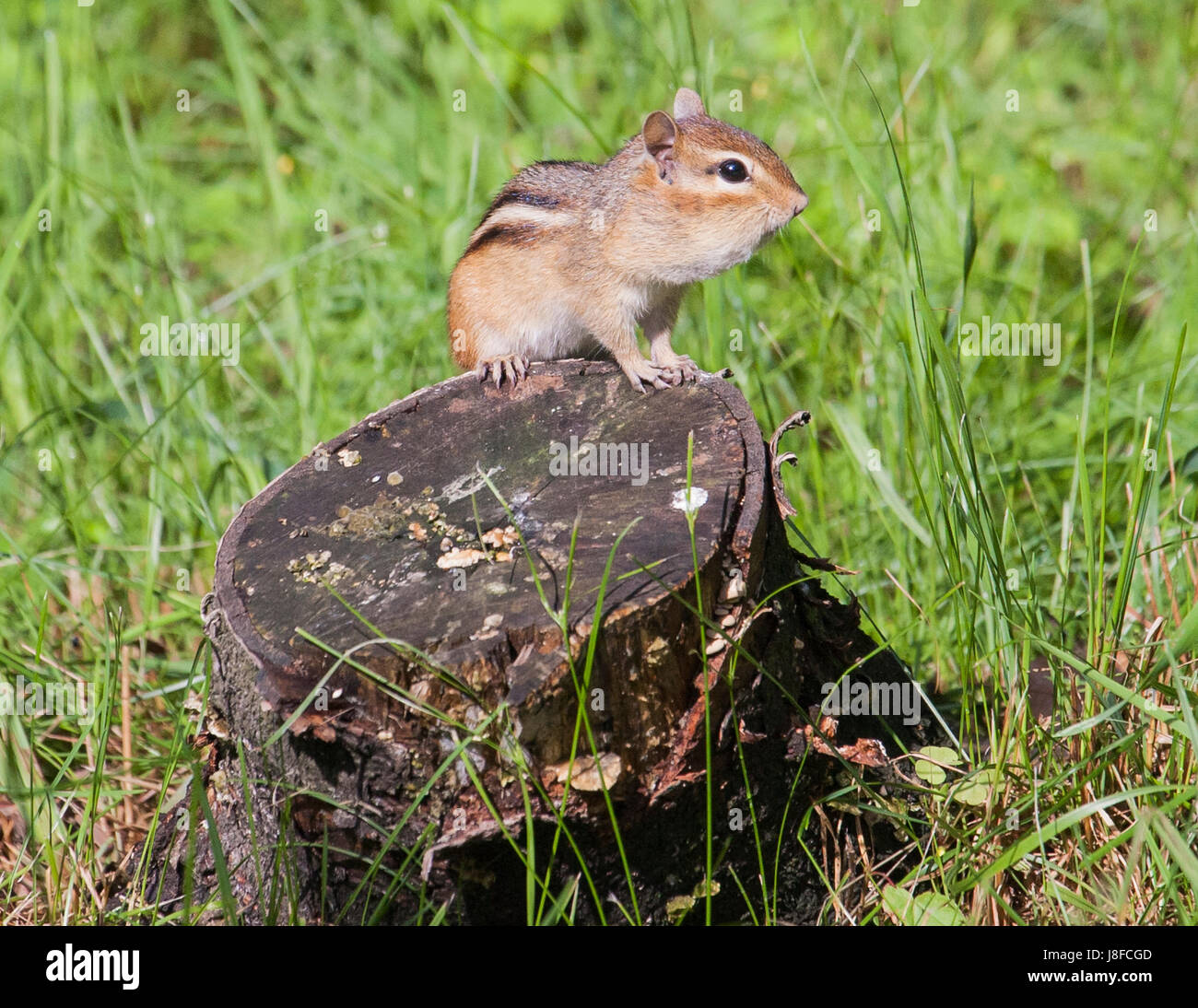 Chipmonk Stockfoto