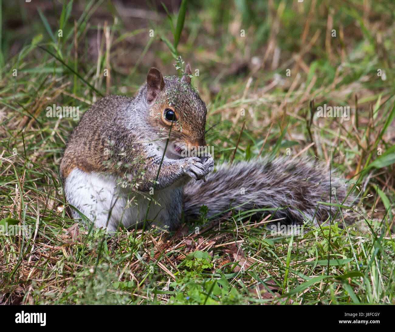 Eichhörnchen Essen Stockfoto