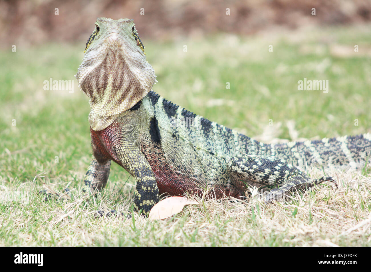 Reptilien, Amphibien, Eidechse, Echse, Drachen, Gefahr, Tier, Reptil, Stockfoto
