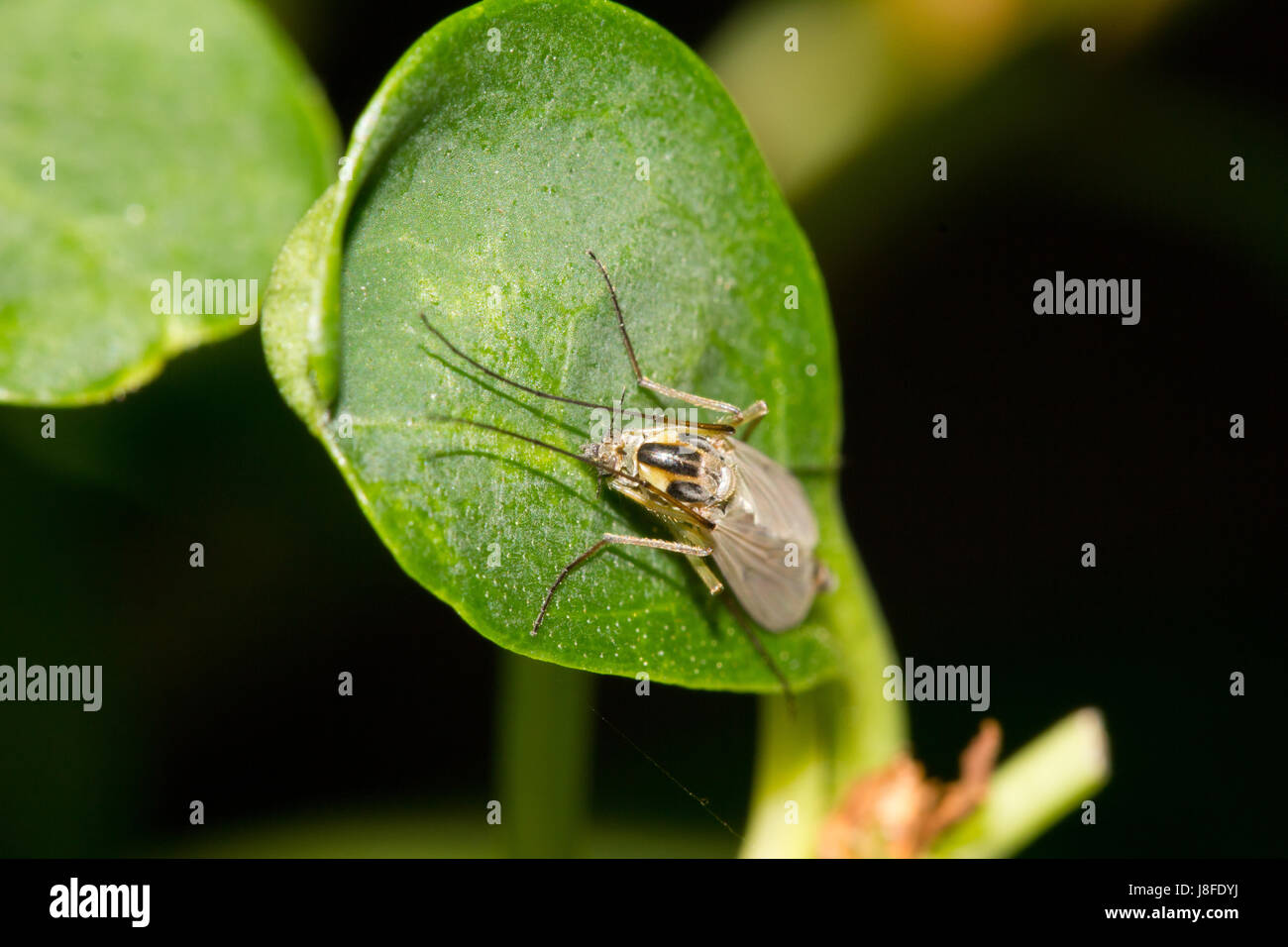 Makro, Nahaufnahme, Makro-Aufnahme, Nahaufnahme Blick, Humor, Insekten, fliegen, lustig, Stockfoto
