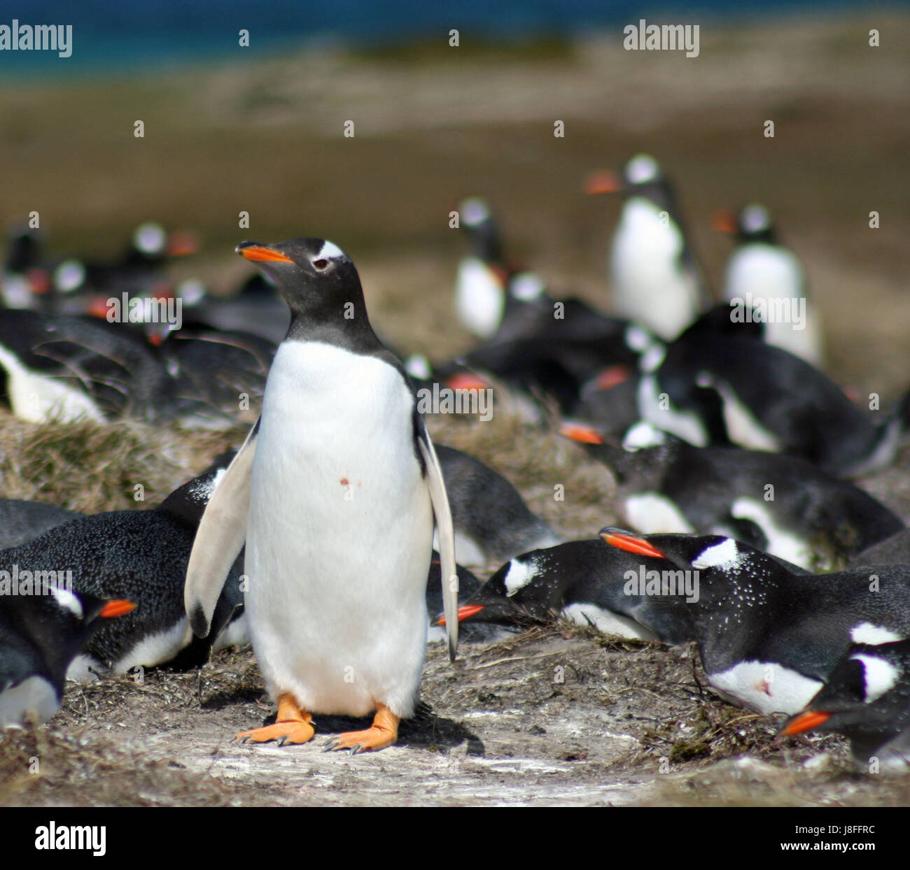 Ilhas falkland Fotos und Bildmaterial in hoher Auflösung Alamy