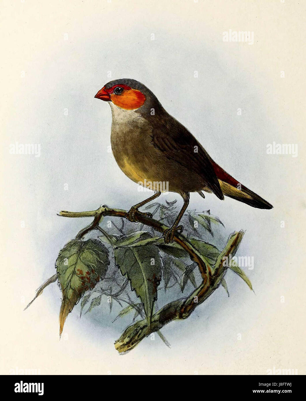 Die Estrilda melpoda, allgemein bekannt als Rotwangenkordon-bleu, ist eine Art von finken, die in Afrika südlich der Sahara beheimatet ist. Diese Art ist bekannt für ihr lebhaftes Gefieder und ihre charakteristischen roten Wangenflecken. Stockfoto