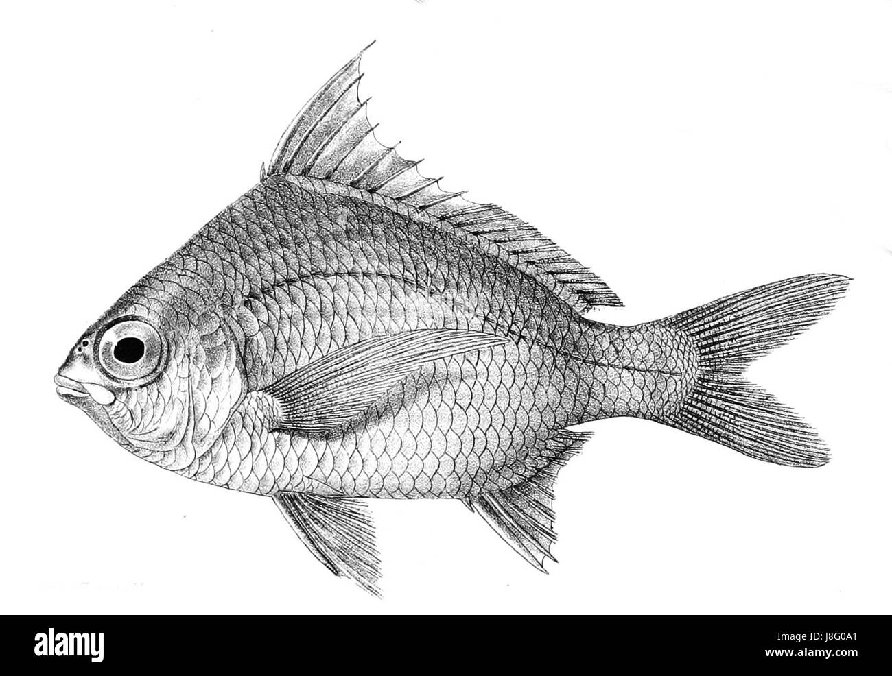 Gerres Abbreviatus Ford 25 Stockfoto