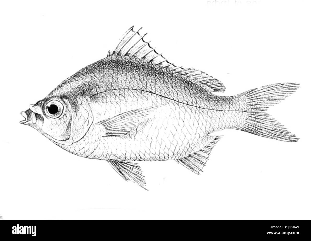 Gerres setifer Ford ist eine Fischart, die häufig in verschiedenen Süßwasserhabitaten vorkommt. Bekannt für ihre charakteristischen Merkmale und ihr Verhalten, spielt diese Art eine wichtige Rolle in den lokalen Ökosystemen, in denen sie lebt. Es wurde auf seine ökologische Rolle und Populationsdynamik untersucht. Stockfoto