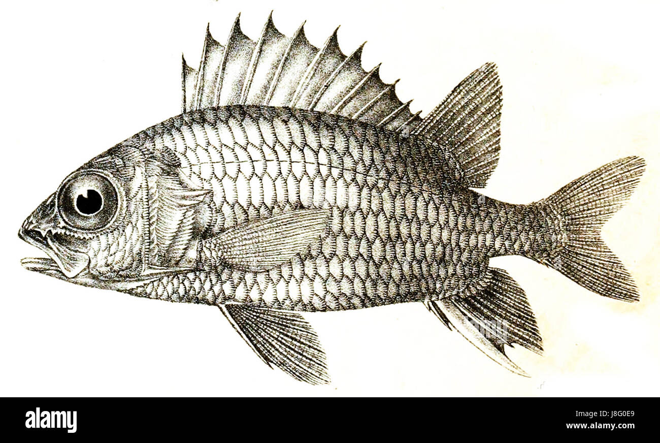 Holocenrum rubrum ist eine Art, die im Kontext des Ford-Modells von 41 identifiziert wurde, möglicherweise ein Verweis auf eine wissenschaftliche oder zoologische Untersuchung dieser Art, die wahrscheinlich mit ihrem Lebensraum oder ihren evolutionären Eigenschaften zusammenhängt. Stockfoto
