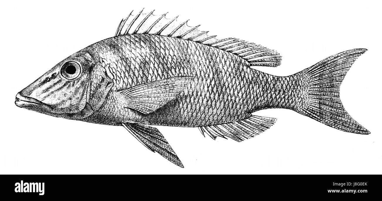 Lethrinus rostratus, auch bekannt als die gesträhnte Monokle-Brasse, ist eine Fischart, die in den indopazifischen Regionen vorkommt. Zu seinen charakteristischen Merkmalen gehören eine lange, spitze Schnauze und eine lebendige Färbung, die die Identifizierung unter anderen Brassen erleichtert. Stockfoto