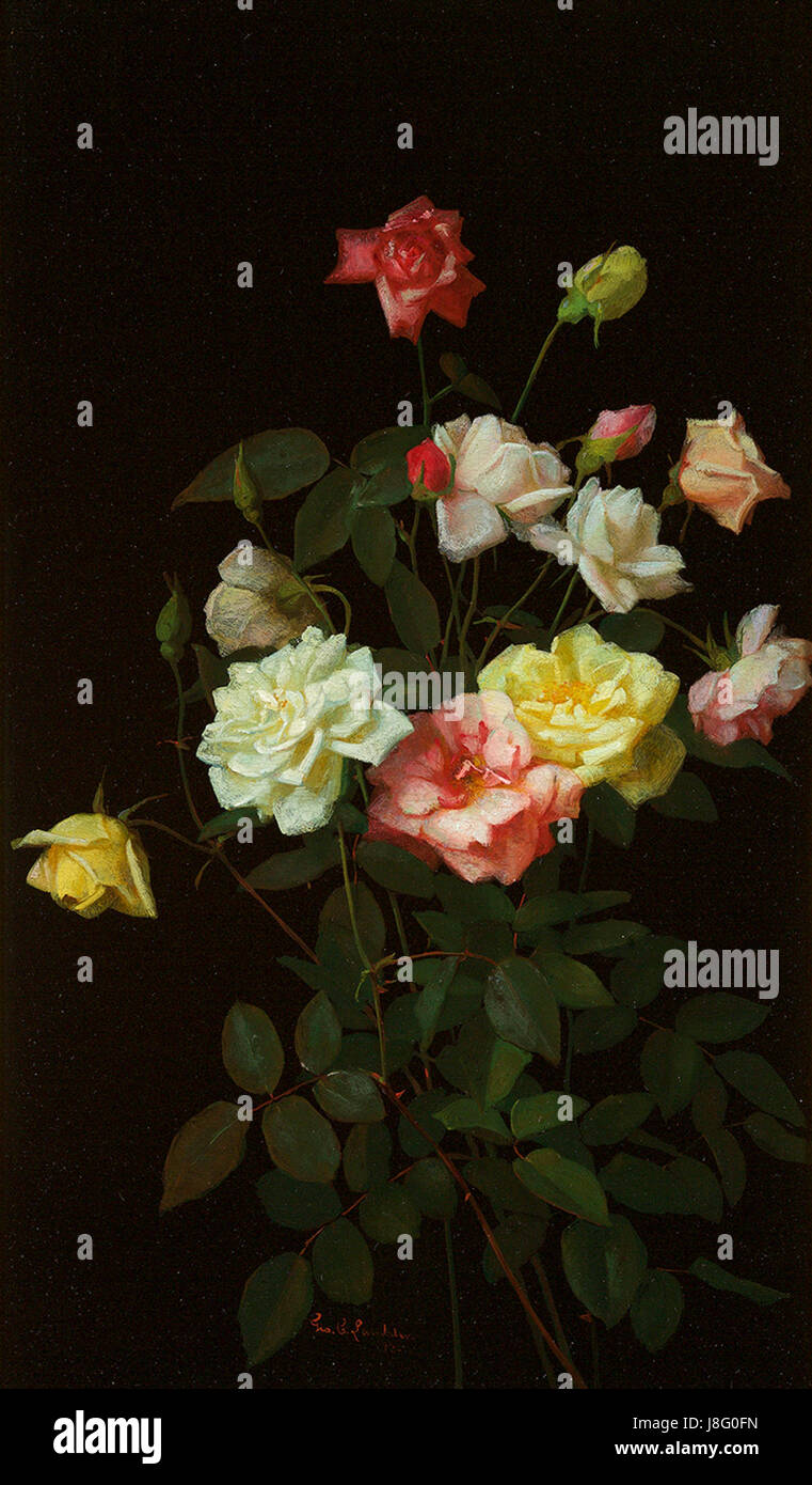 „Roses“ von George Cochran Lambdin, gemalt 1878, ist ein Öl-auf-Tafel-Werk, das die zarte Schönheit von Rosen durch feine Details und realistischen Stil einfängt. Stockfoto