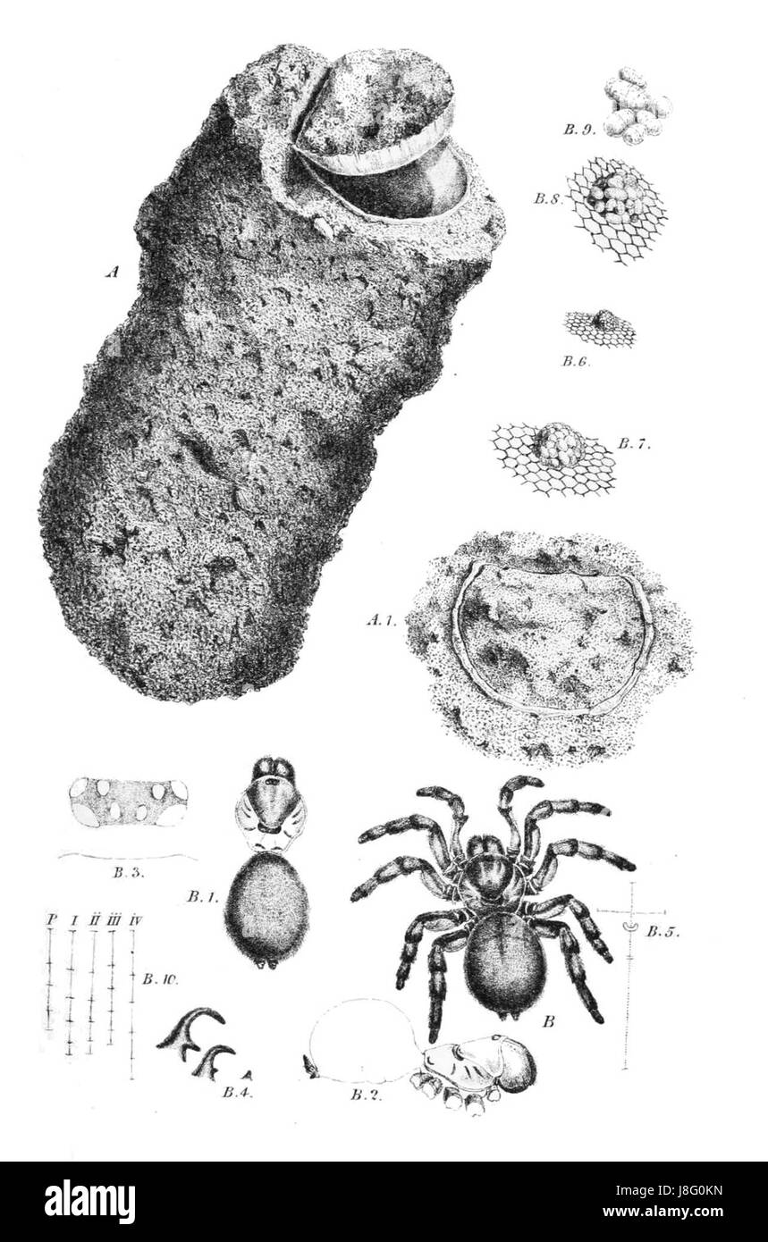 Ernte von Ameisen und Falltür Spinnen Supp Platte 15 Cteniza Californica Stockfoto