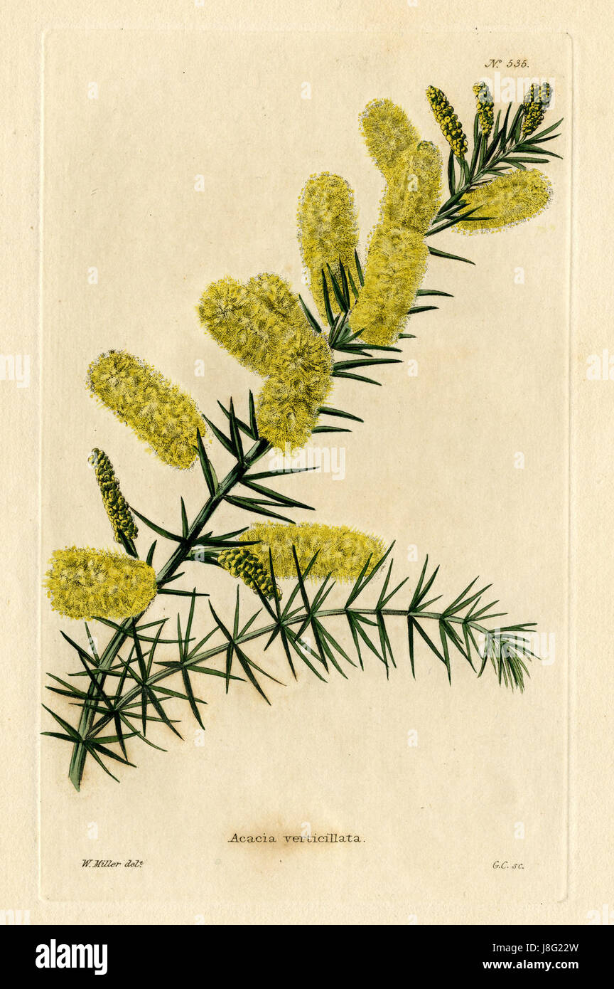 Loddiges 535 bezieht sich auf eine botanische Darstellung der Akazienpflanze Acacia verticillata. Die von W Miller erstellte Zeichnung zeigt die detaillierten Merkmale der Anlage. Loddiges war eine bemerkenswerte Gärtnerei im 19. Jahrhundert, die für ihre Beiträge zur Botanik und zum Gartenbau bekannt war. Stockfoto