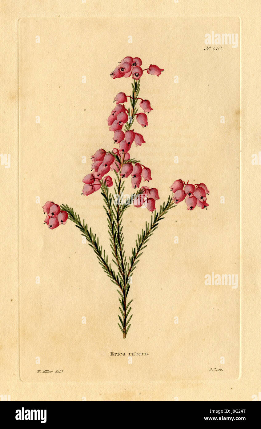 Die von W. Miller gezeichnete Illustration von Erica rubens in Loddiges' botanischem Werk zeigt die detaillierten Merkmale dieser Pflanzenart und hebt ihre botanischen Eigenschaften hervor. Stockfoto