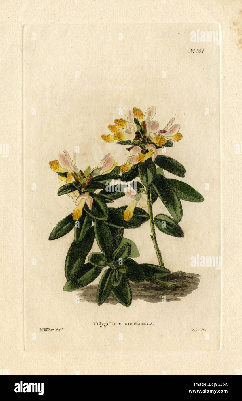 Loddiges 593 Polygala Chamaebuxus gezeichnet von W Miller Stockfoto