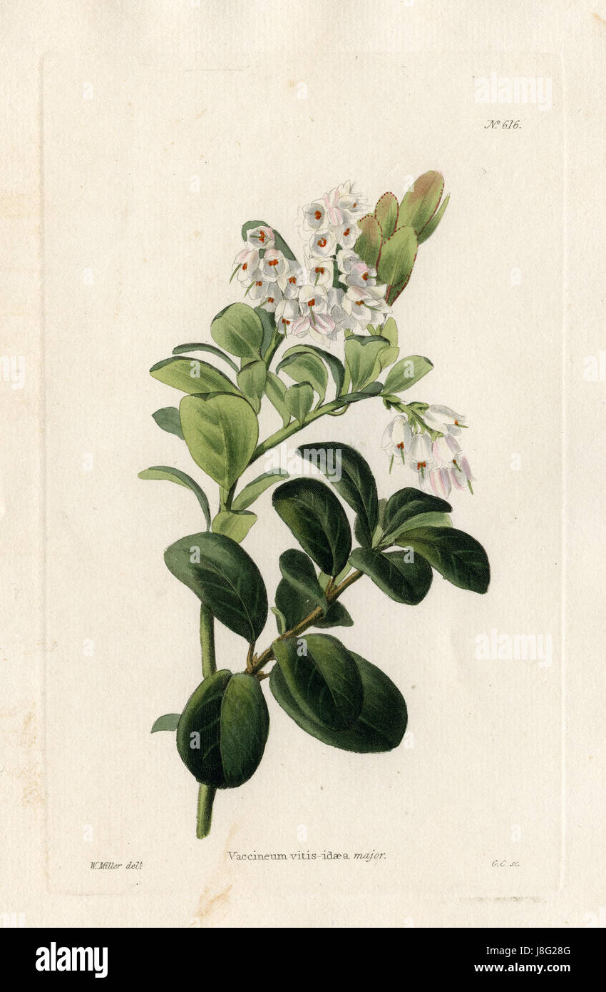 Die Zeichnung von W. Miller zeigt die Vaccinium vitis-idaea, auch als Preiselbeere bekannt, in der Botanischen Sammlung Loddiges, die die botanische Genauigkeit der Art im 19. Jahrhundert zeigt. Stockfoto