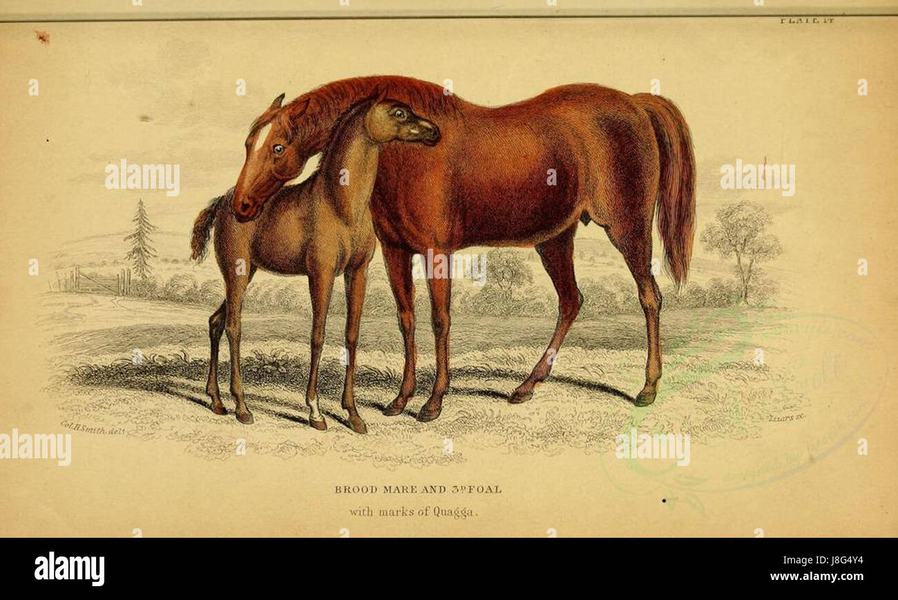 Dieses Bild zeigt eine Brutstute und ein 3D-Fohlen mit Markierungen, die denen des ausgestorbenen Quagga ähneln, einem Tier, das eng mit Zebras verwandt ist. Die Quagga hatte markante Streifenmuster, und dieses Bild fängt ihr Vermächtnis in Form moderner Pferdearten ein. Stockfoto