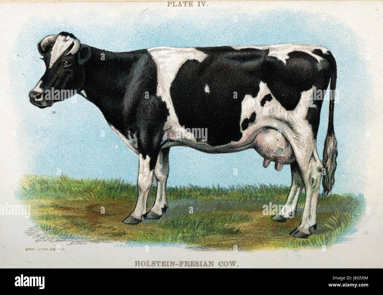 Holstein kuh foto -Fotos und -Bildmaterial in hoher Auflösung – Alamy