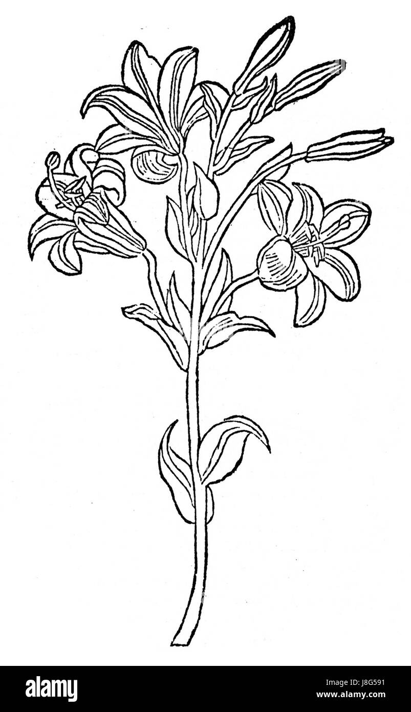 Lilium Album Gart Stockfoto