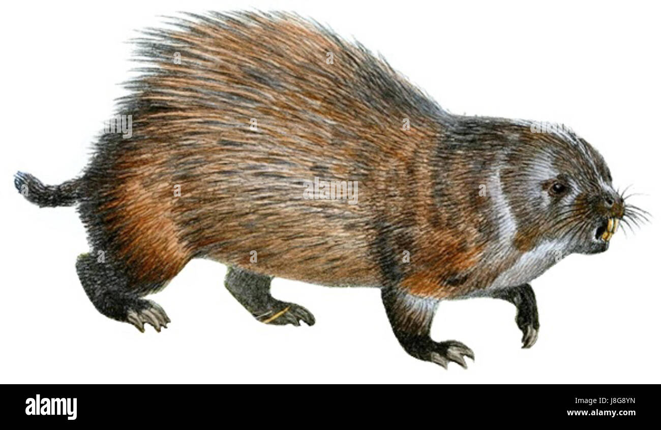 Ein Bild von Erethizon rufescens (Nordamerikanisches Stachelschwein), aufgenommen auf weißem Hintergrund, mit seinen charakteristischen Federdecken und Merkmalen für wissenschaftliche und pädagogische Zwecke. Stockfoto