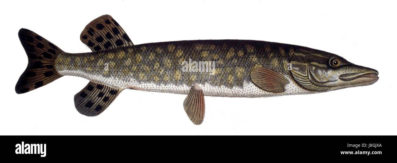 Das Bild zeigt Esox lucius, allgemein bekannt als der nördliche Hecht, ein Süßwasserfisch, der in Nordamerika und Eurasien gefunden wird. Er ist bekannt für seinen langgestreckten Körper und seine scharfen Zähne, die häufig in Seen und Flüssen zu finden sind. Stockfoto