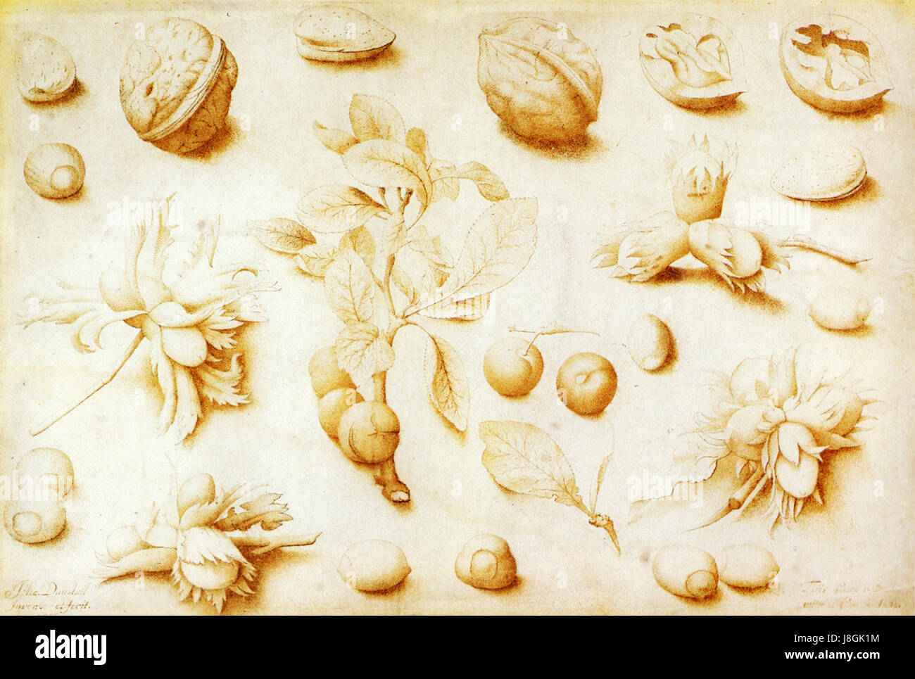 John Dunstall Walnüsse und Haselnüsse 1666 Stockfoto