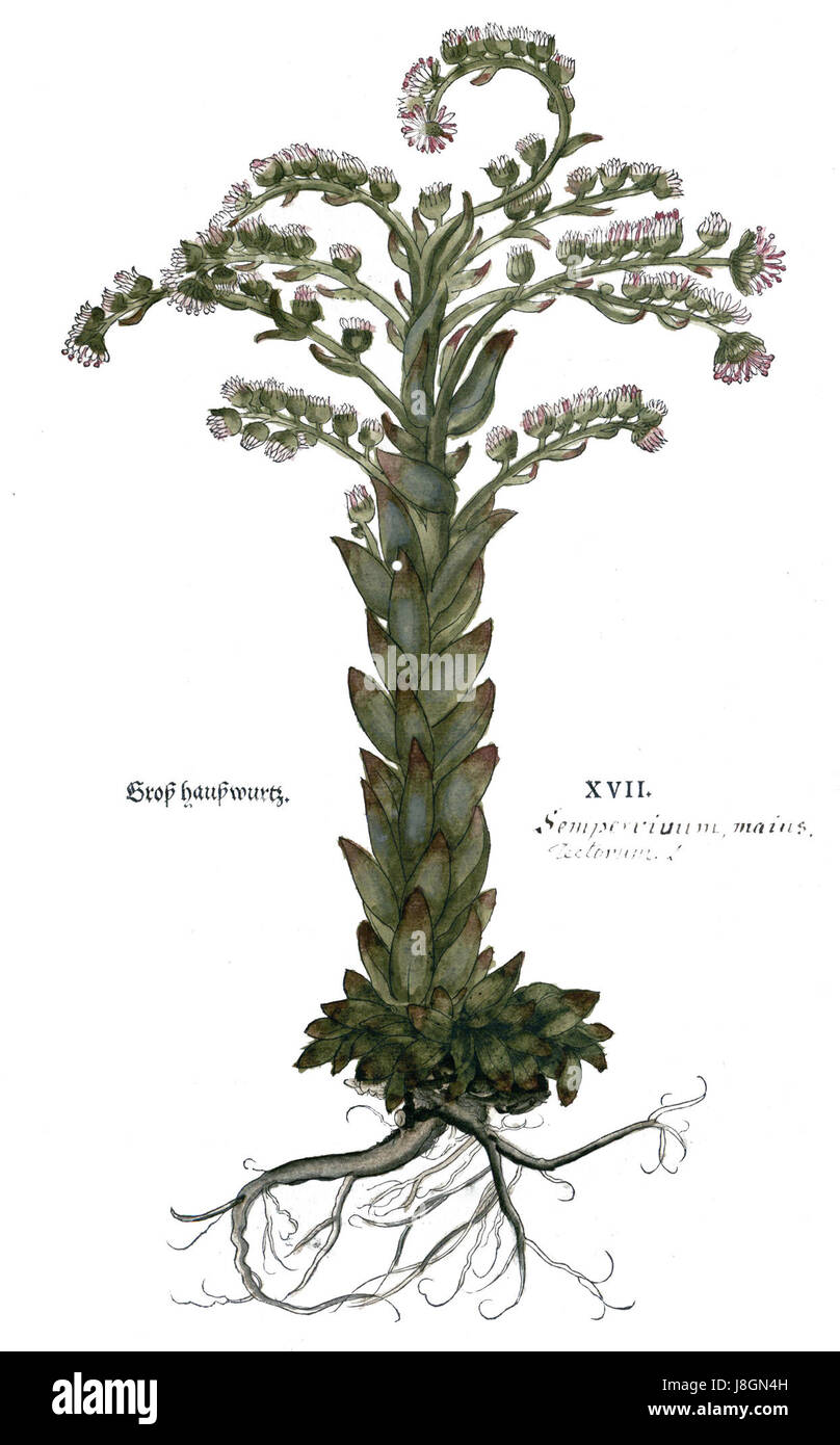 Leonhart Fuchs neue Kreuterbuch Platte 17 Stockfoto