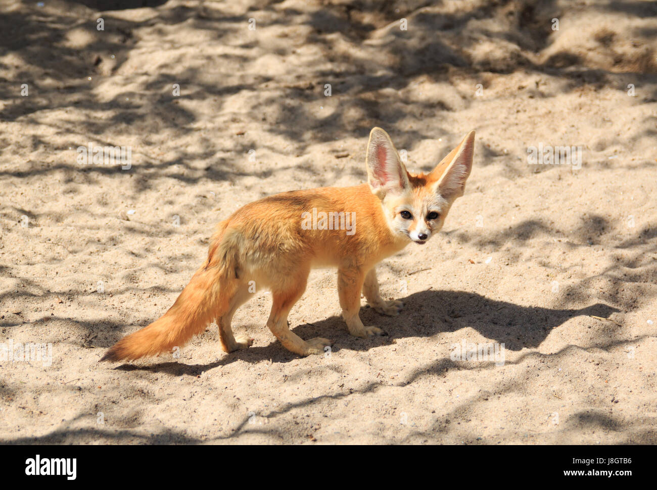 Fennec Fox, Wüste Fuchs, Vulpes zerda Stockfoto