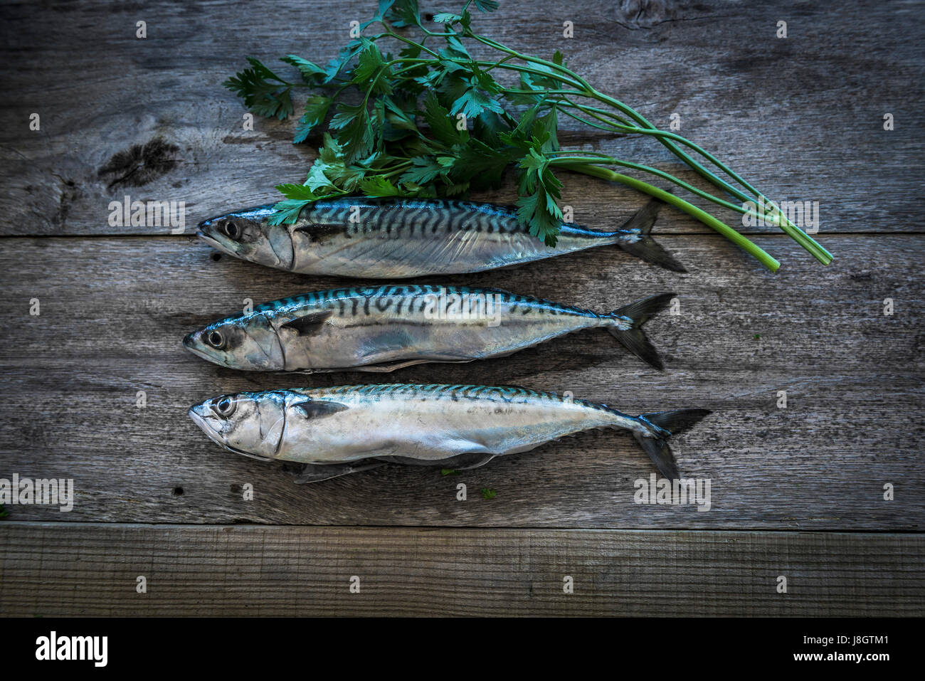 Eine Draufsicht von drei Makrelen; Kräuter; Flache großblättrige Petersilie; Essen; Fisch; Meeresfrüchte; Pelagische Fische; Zutaten für eine Mahlzeit; Ungekocht; RAW; Gesunde Ernährung Stockfoto