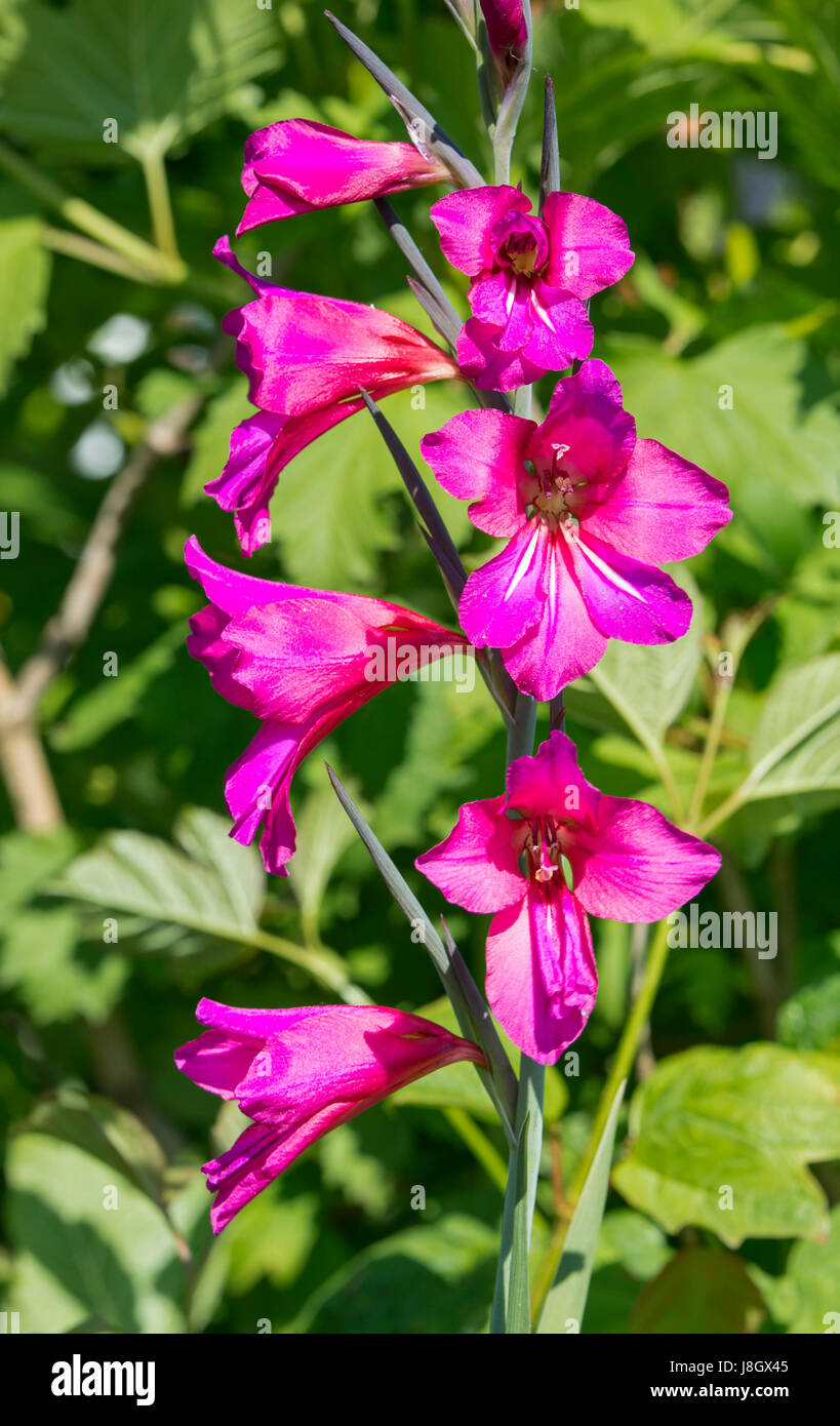Gladiolus communis Unterarten (AKA byzantinus Byzantinische gladiolus, Schwertlilie & Pfeifen Jack) Blumen im Frühsommer in West Sussex, England, UK. Stockfoto