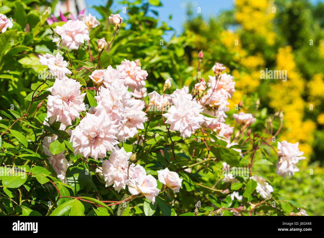 Rosa' Cécile Brünner' ('Mlle Cécile Brünner', 'Sweetheart Rose', 'Malteser Rose', 'Mignon), eine blass rosa Kletterrose blühen im Frühjahr in Großbritannien. Stockfoto