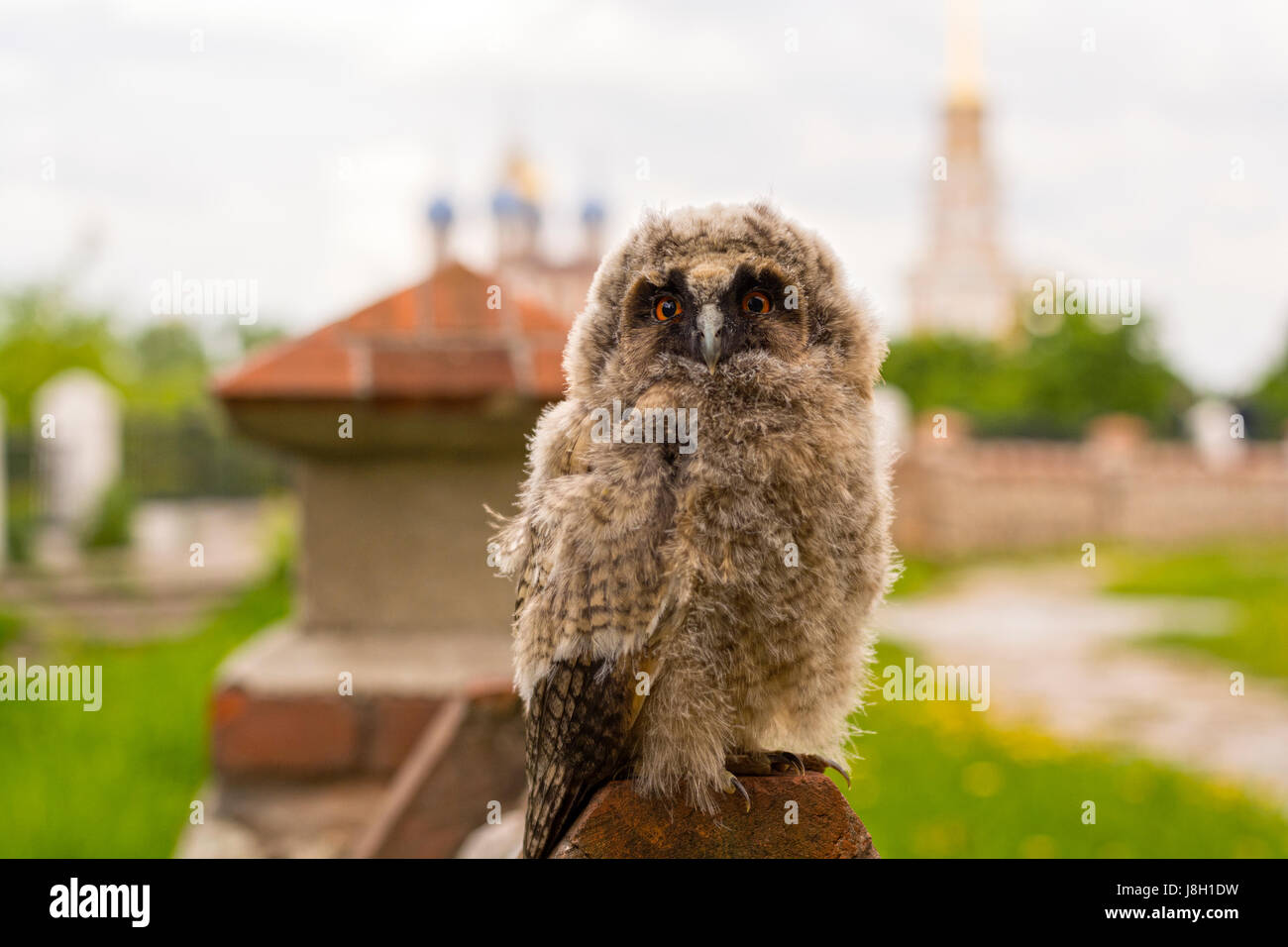 Owlet auf den Zaun kleine Eule auf der Kirchenmauer im Hintergrund des Rjasaner Kreml Stockfoto