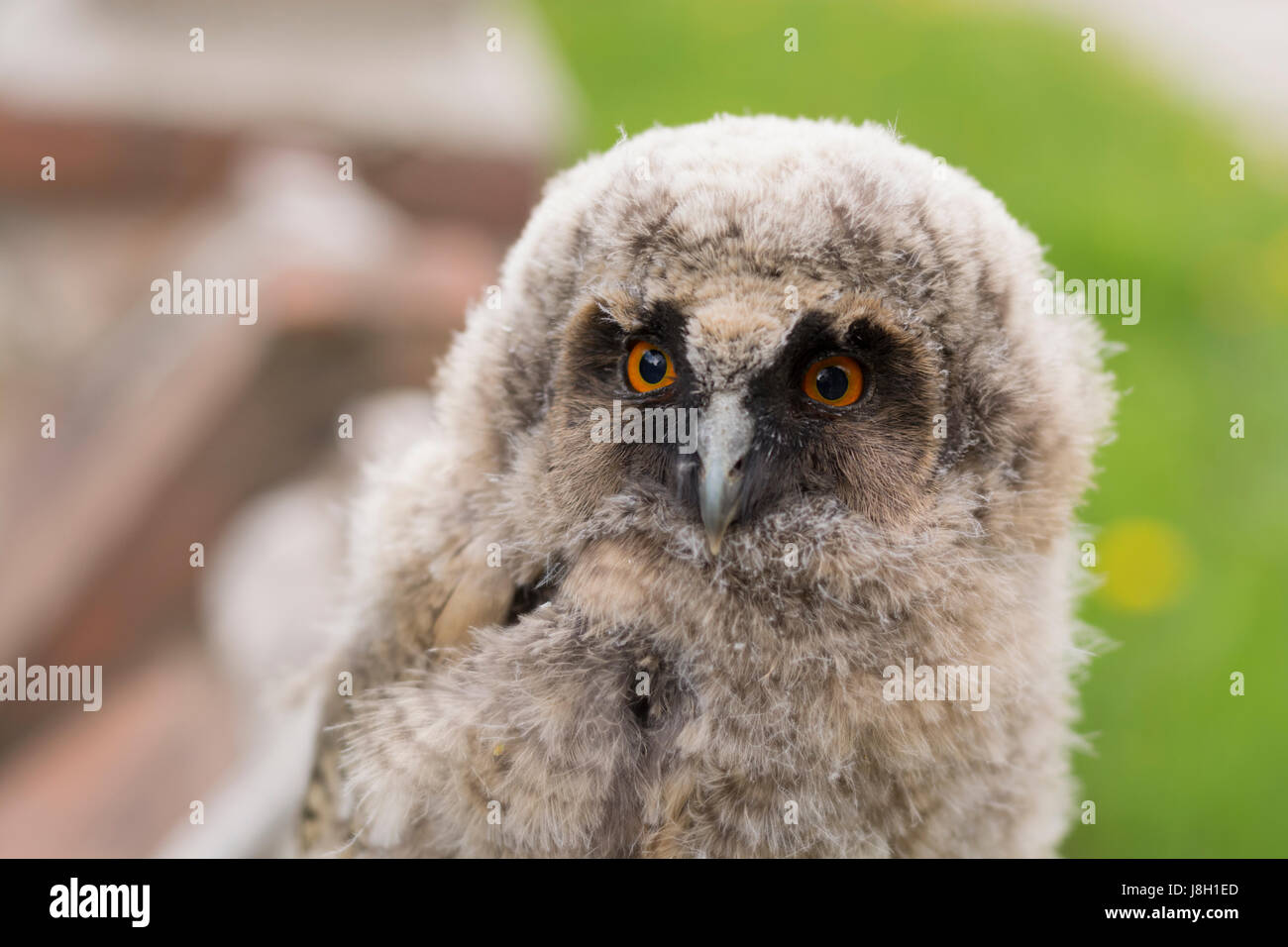 Porträt der Eule. Nur aus dem Nest fliegen, sieht die Eule überrascht, die Touristen in Rjasan Stockfoto