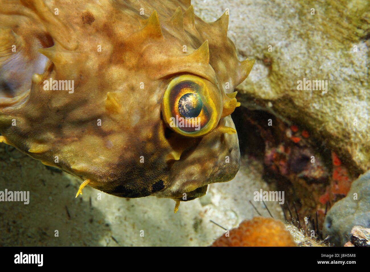 Tropische Fischkopf und Auge von einem gezügelten Burrfish, Chilomycterus Antennatus, Unterwasser in der Karibik, Costa Rica Stockfoto