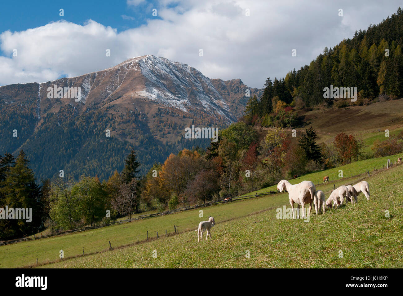 Berge, Wandern, gehen, Wandern, Wanderung, Südtirol, Herbstfärbung, Schafe (pl.), Stockfoto