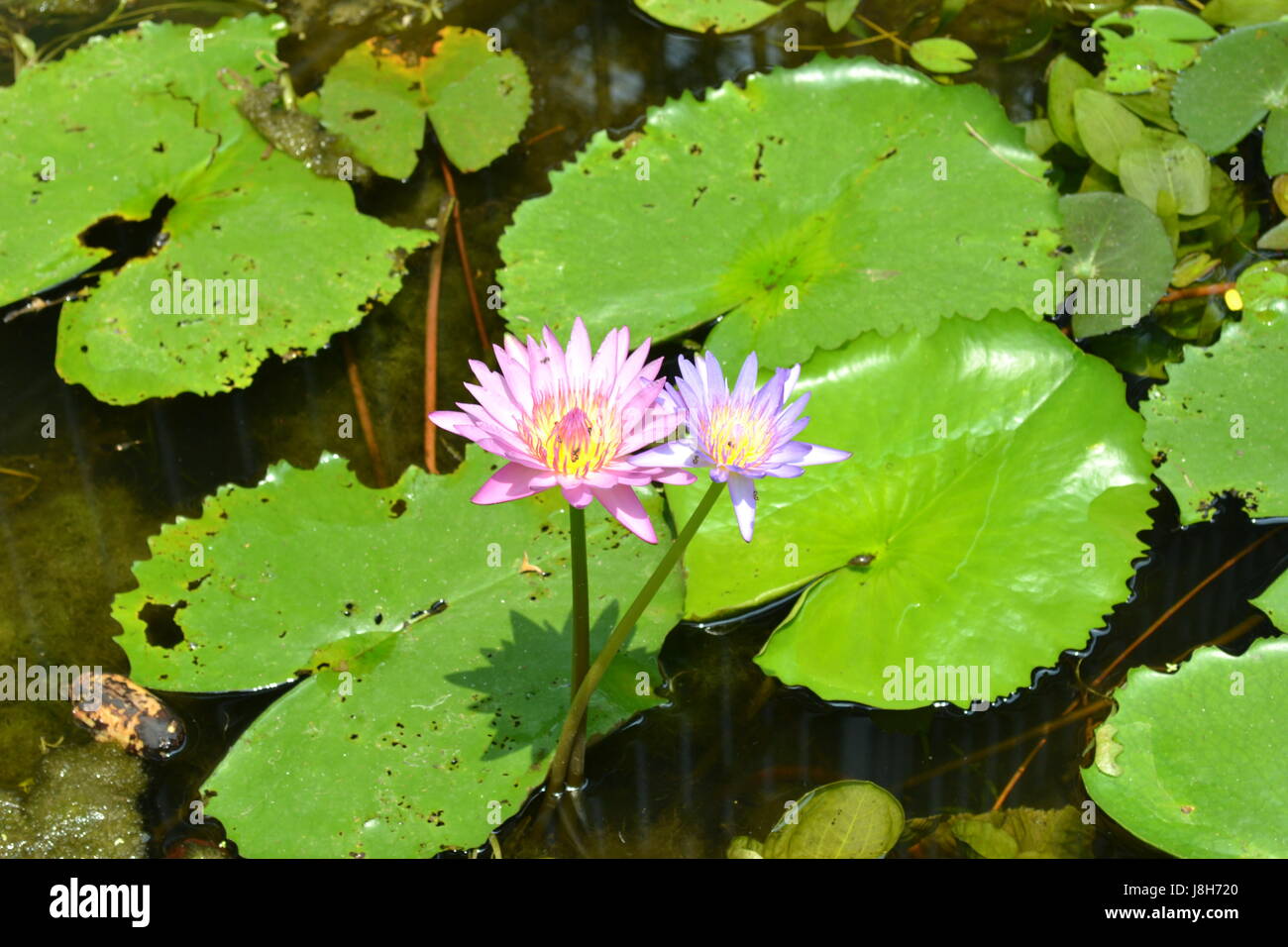 Blüte im Wasser Stockfoto