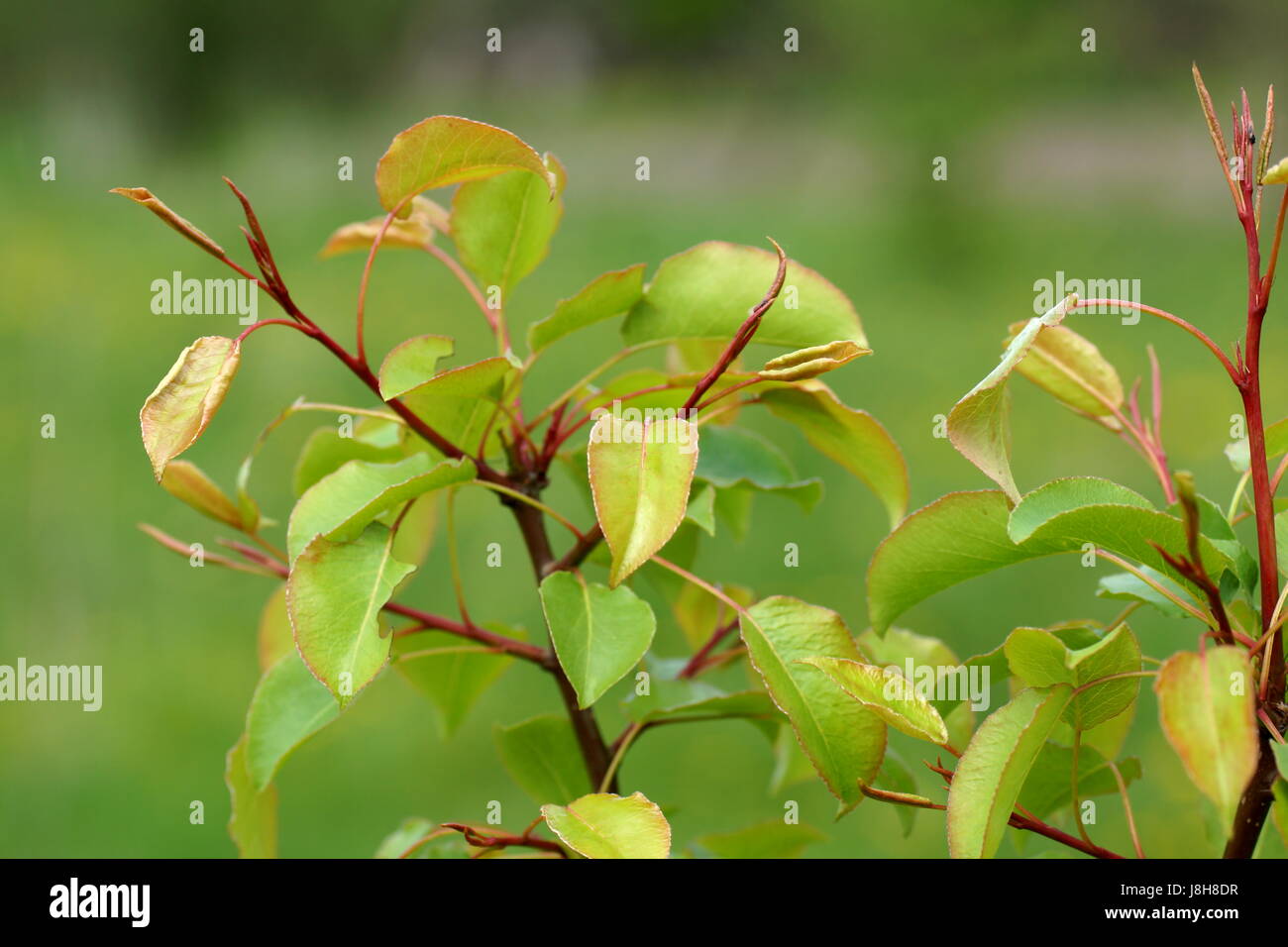 Zweig der jungen Birnbaum (Pyrus Communis) Stockfoto