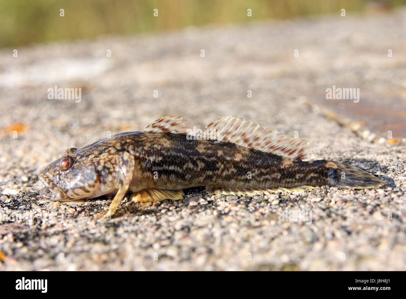 Tier Fische Tier Fisch Wels Quappe Trsche Trische Treische Rutte Stockfotografie Alamy