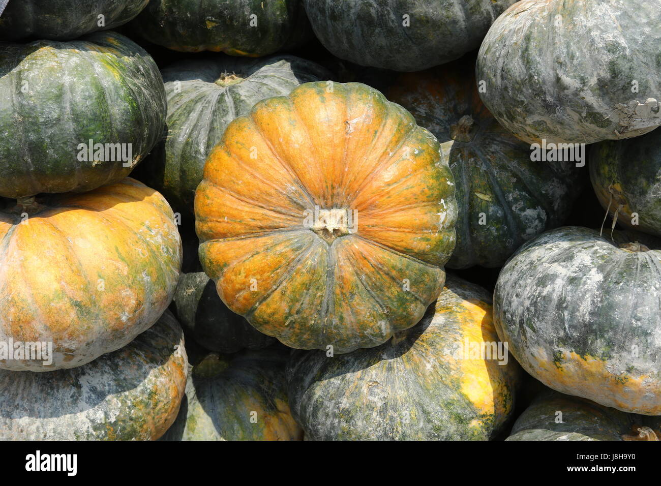 Moschus Kürbis (Cucurbita Moschata), Muskat de Provence Stockfoto