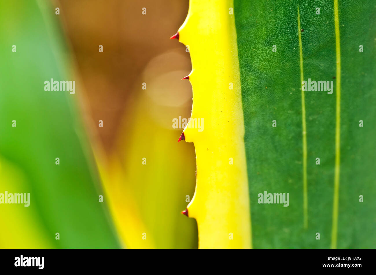 Makro, Nahaufnahme, Makro-Aufnahme, Nahaufnahme Blick, Prickeln, Heilpflanze, Stockfoto